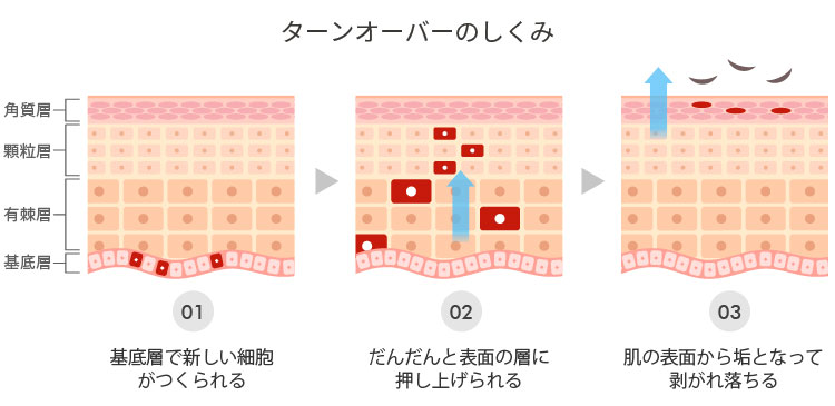 ターンオーバーのしくみ